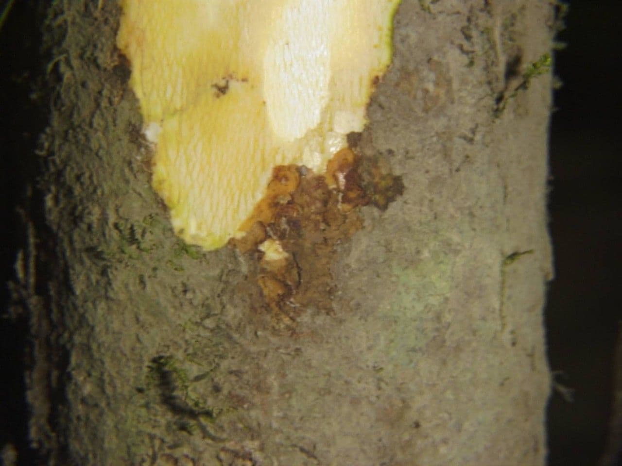 Quararibea 16