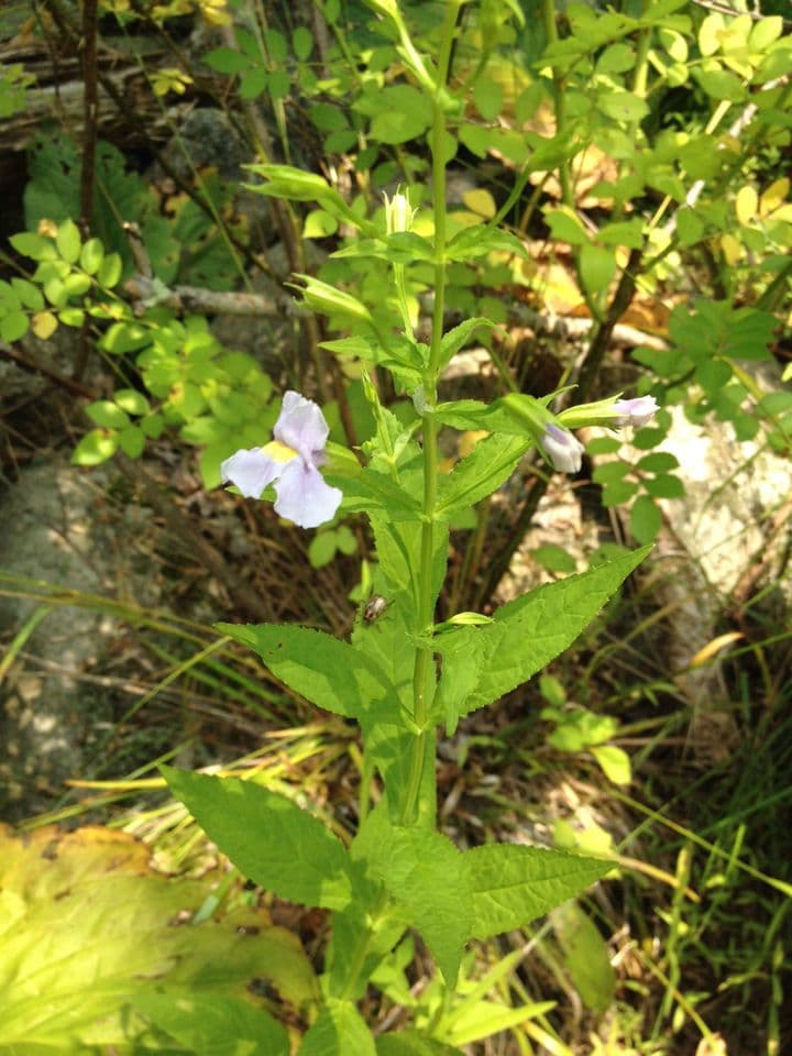 Mimulus ringens 7