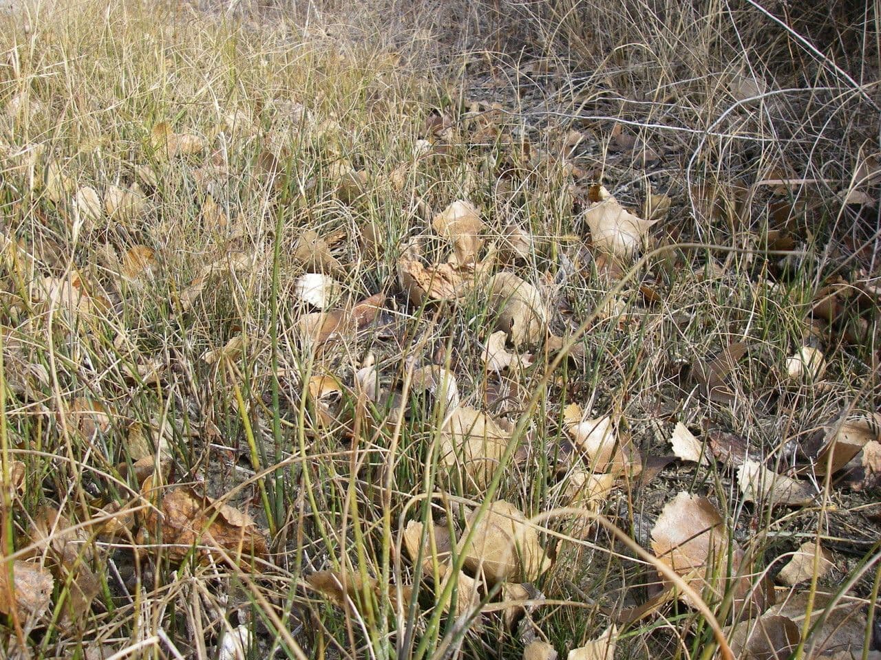 Sit Dudleya 4