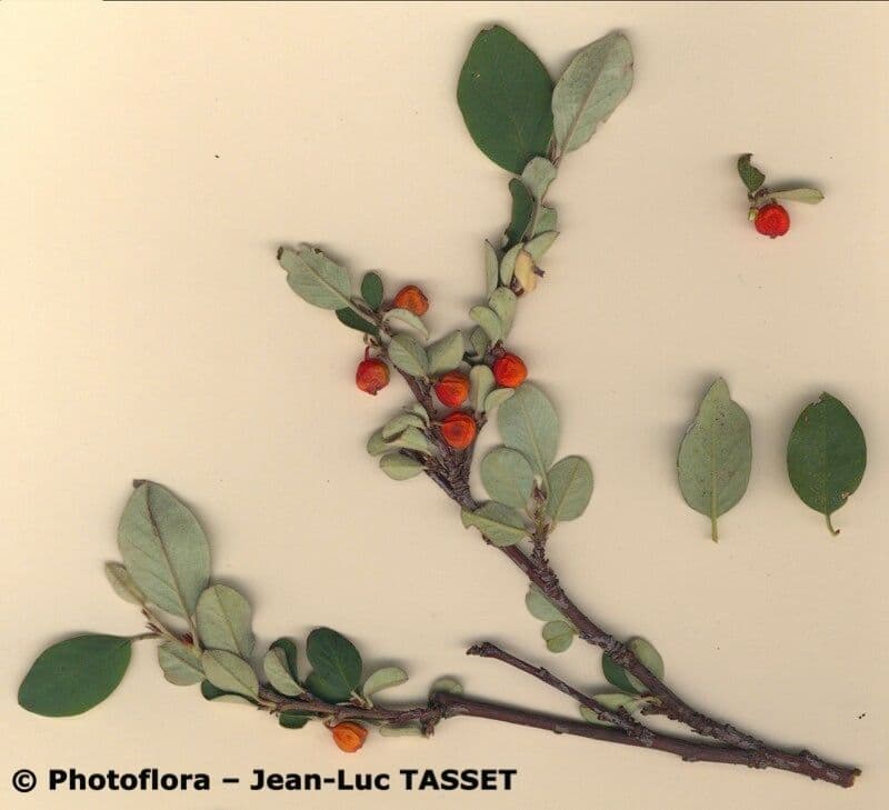 Cotoneaster 15