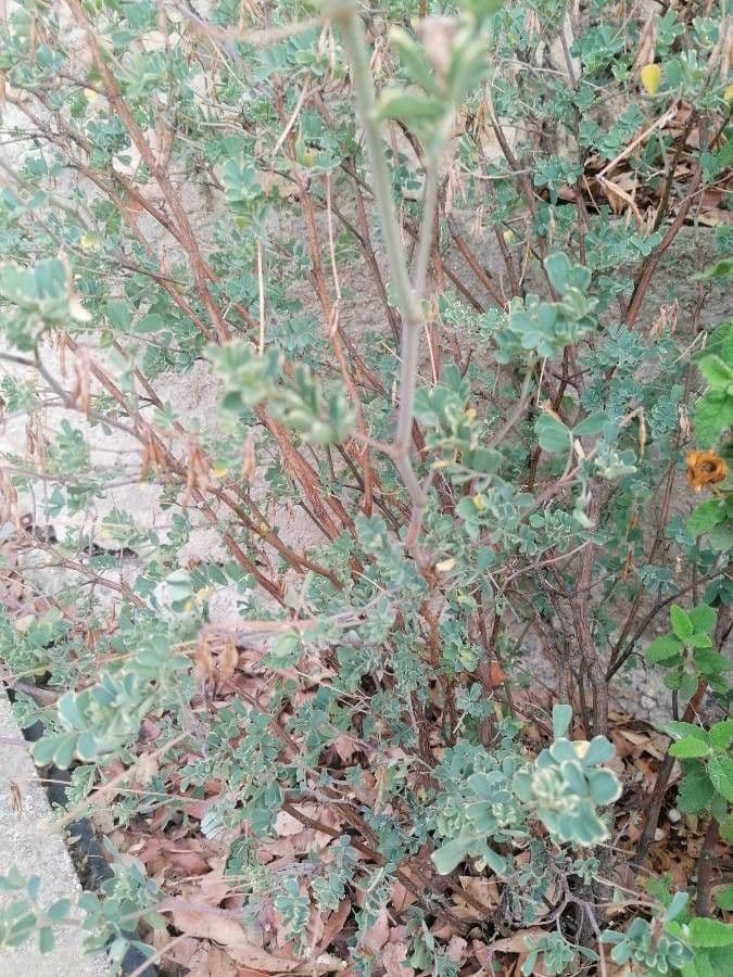 Coronilla valentina 29