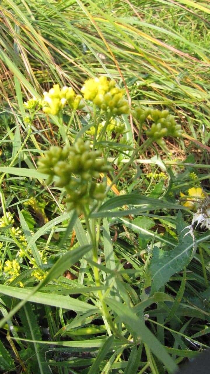 Euthamia graminifolia 17