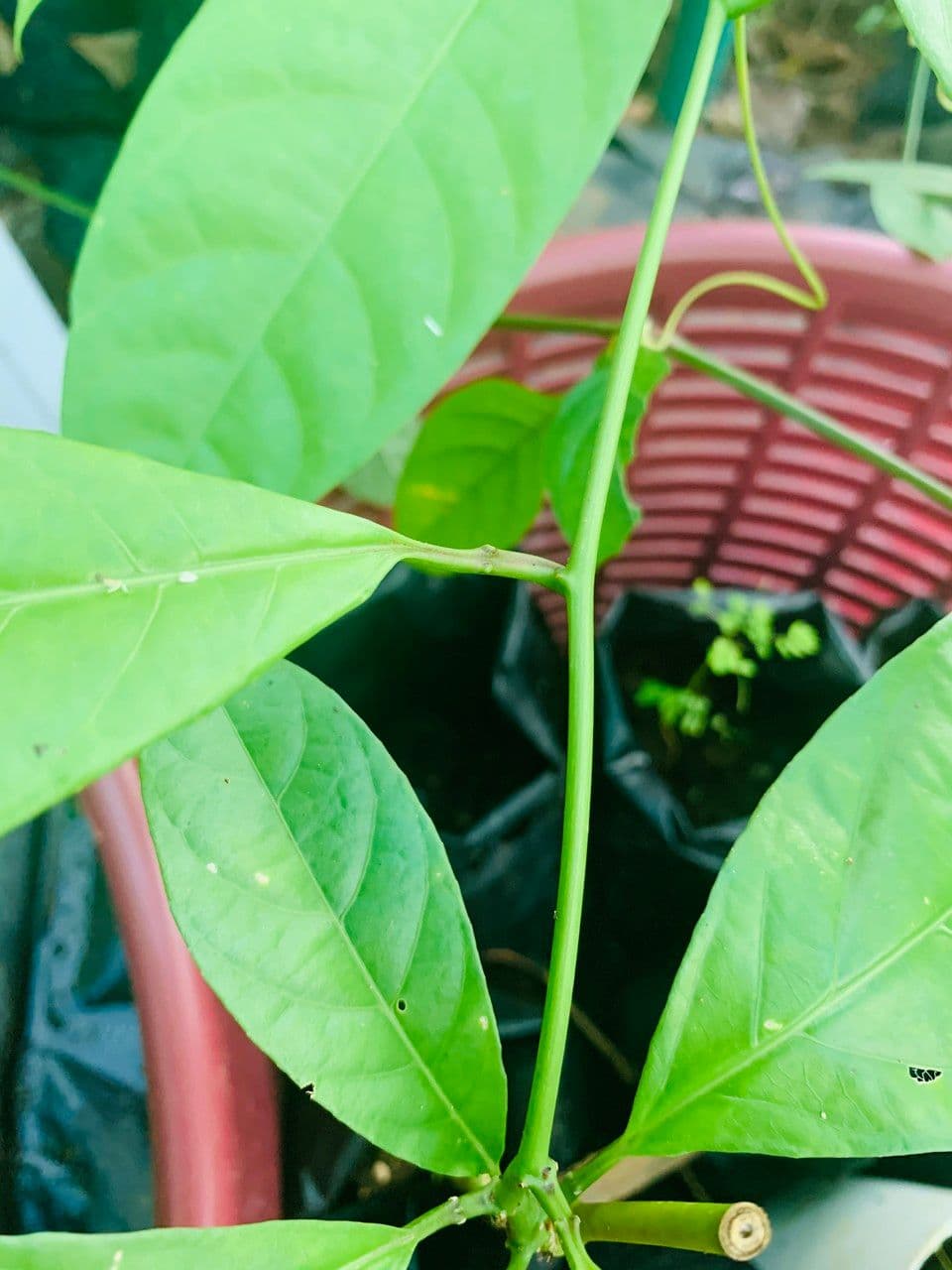 Passiflora ambigua 16