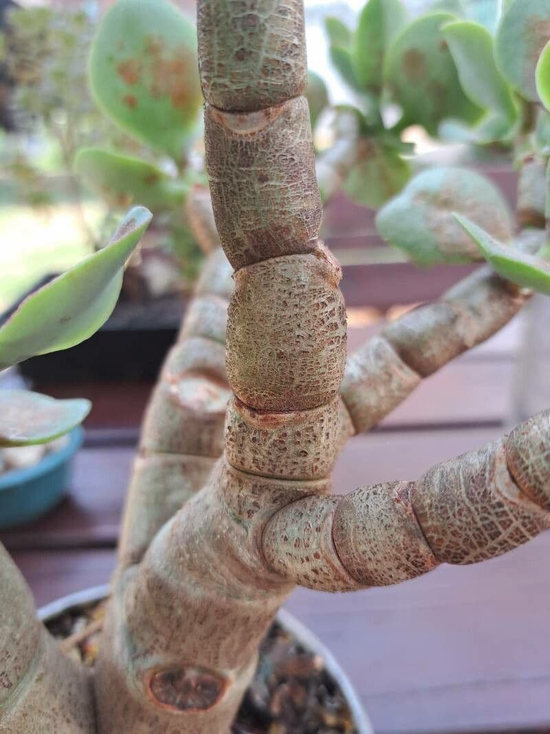 Pianta di giada 19