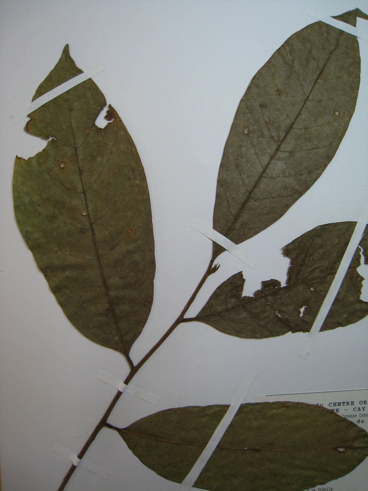 Helicostylis