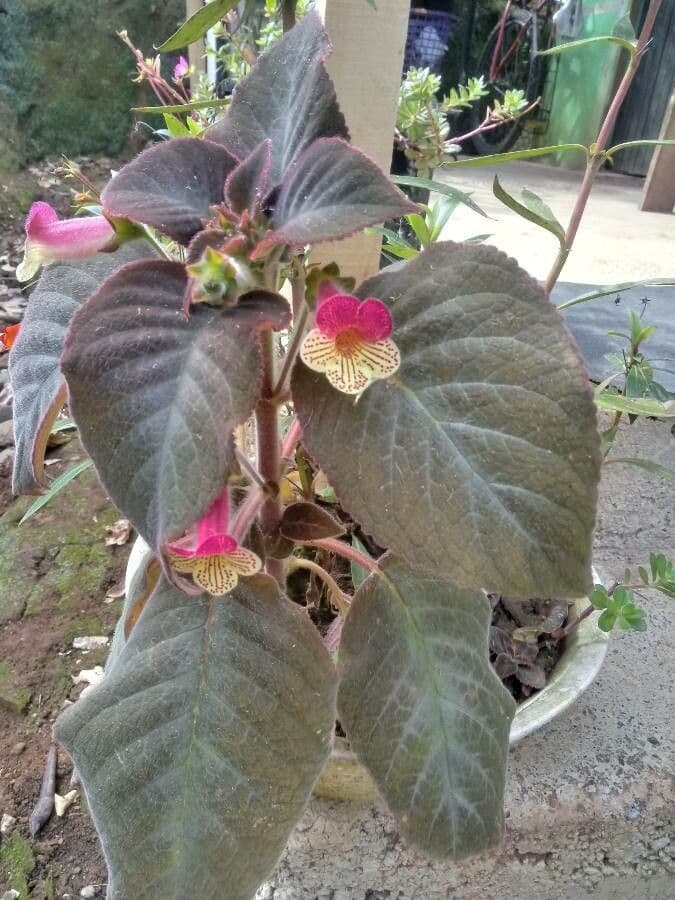 Kohleria