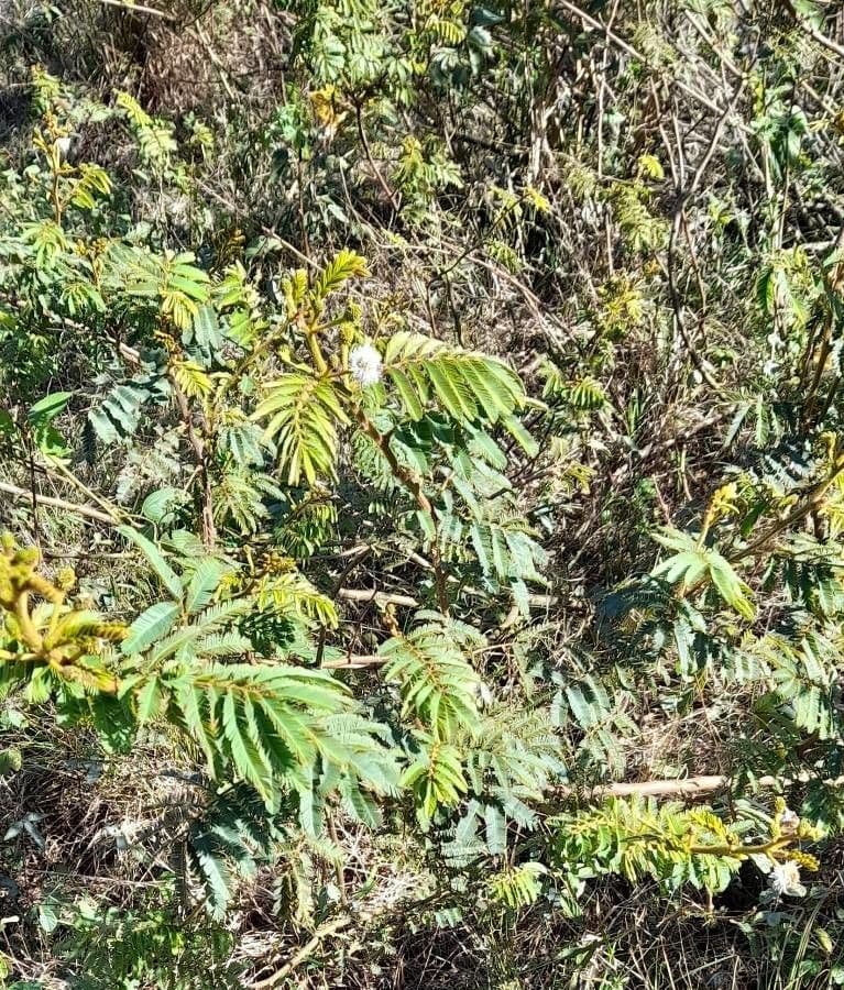 Mimosa bimucronata 4