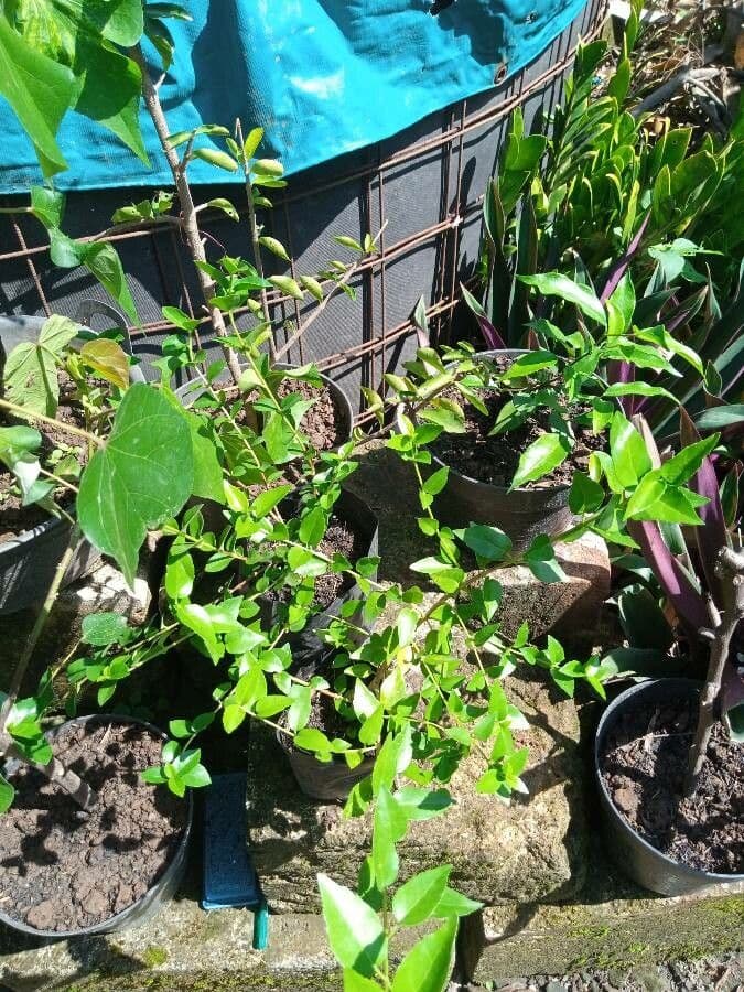 Premna microphylla
