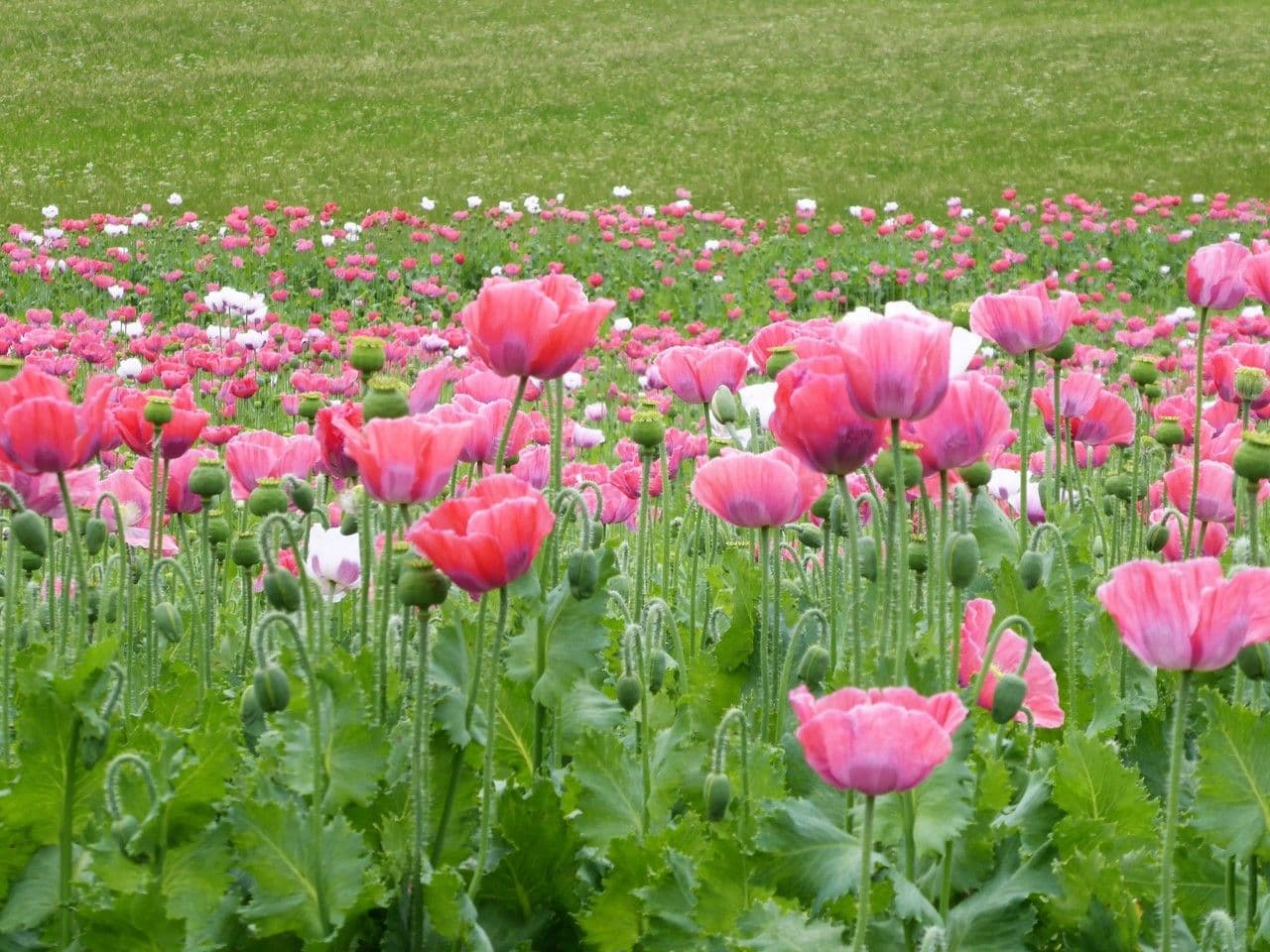 Schlafmohn 27