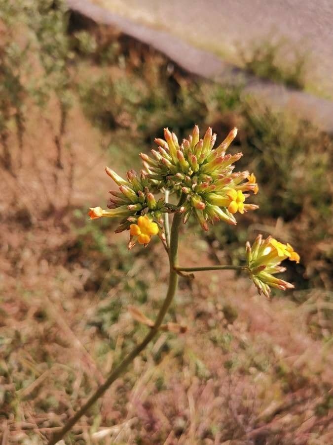 Kalanchoe