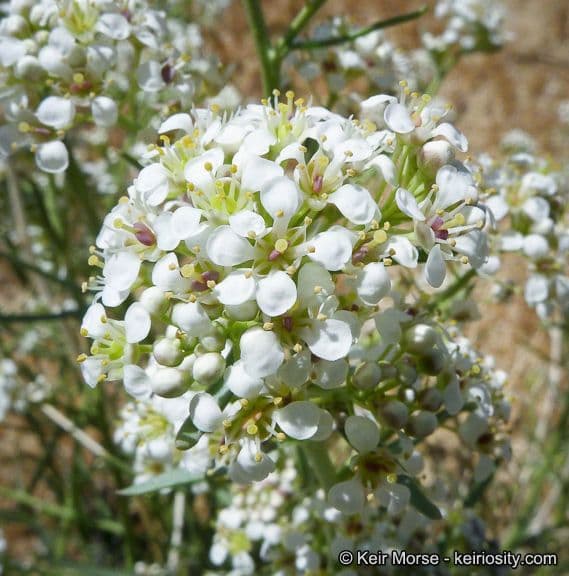 Lepidium fremontii 9