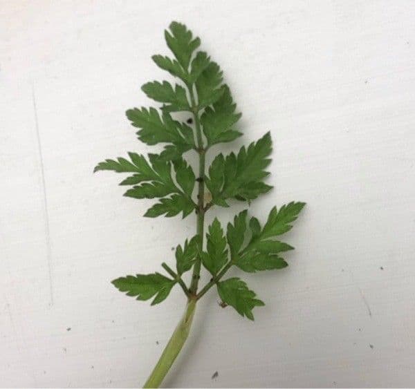 Cerfoglio selvatico 30