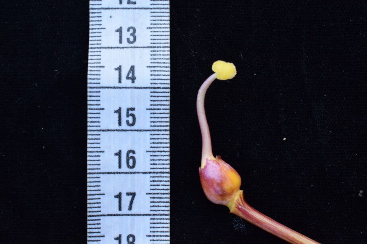 Aeginetia indická 14