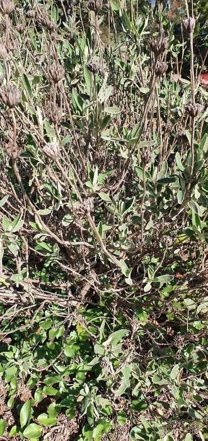 Salvia 11