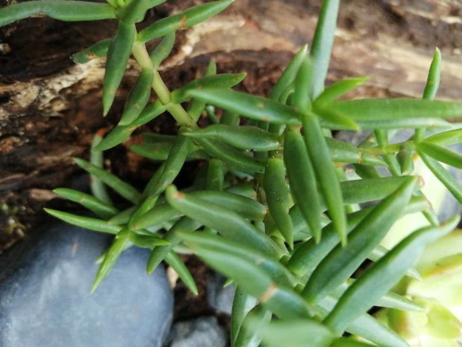 Crassula tetragona 3