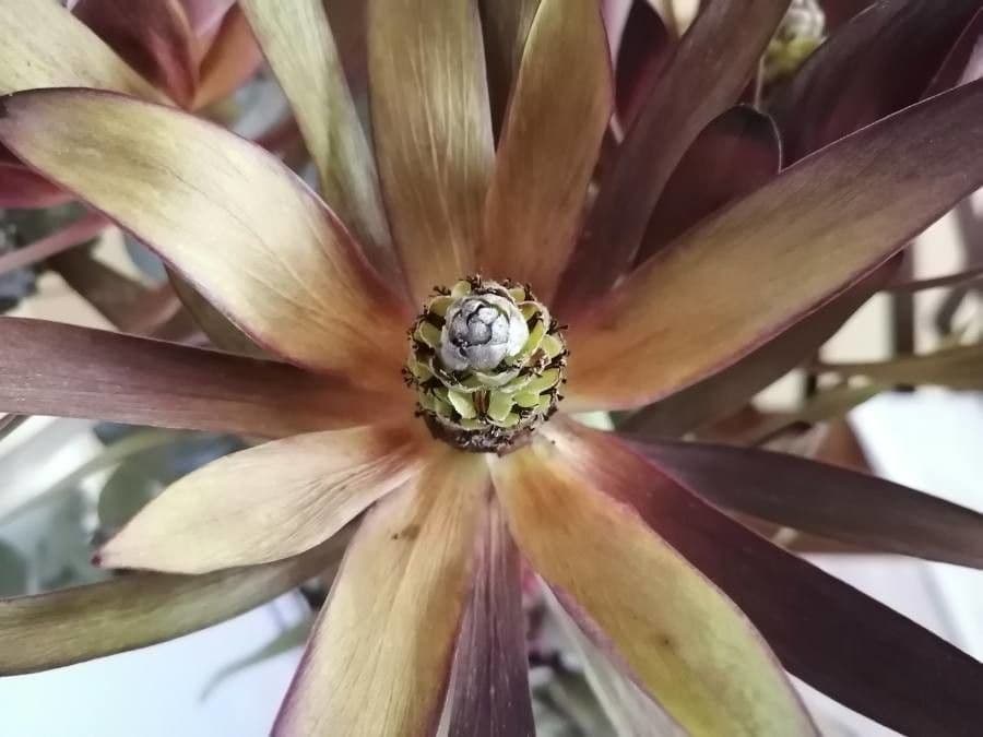 Leucadendron 4