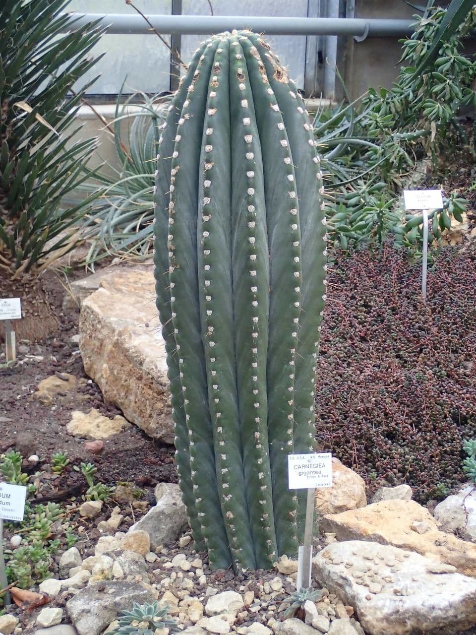 Sahuaro 13