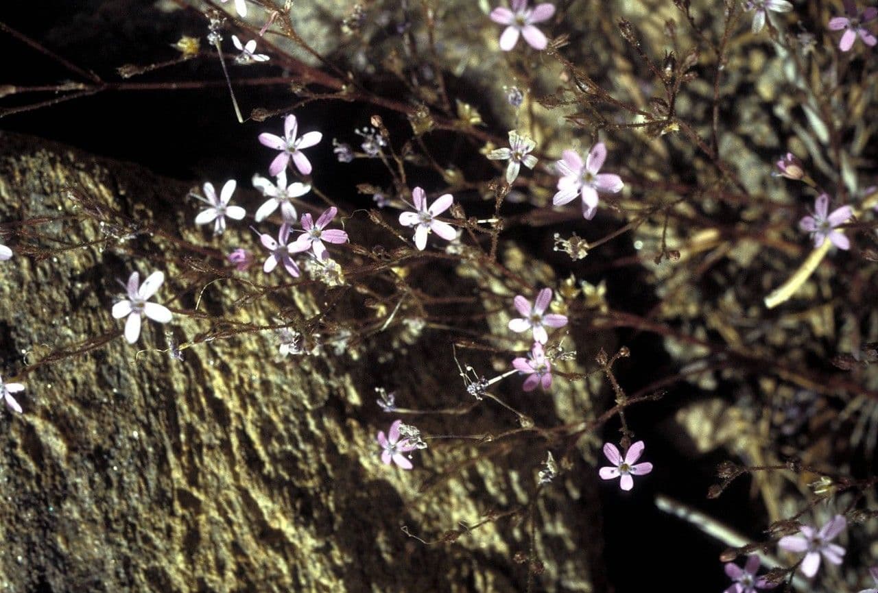 Augen-Gilia
