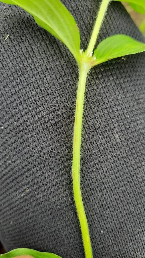 Richardia scabra 21