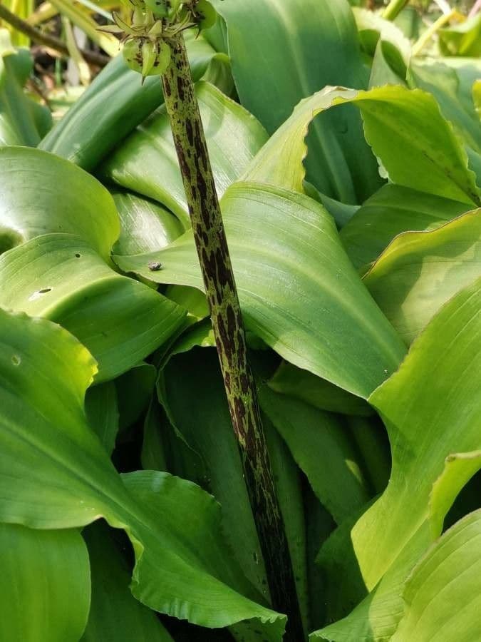Eucomis 21