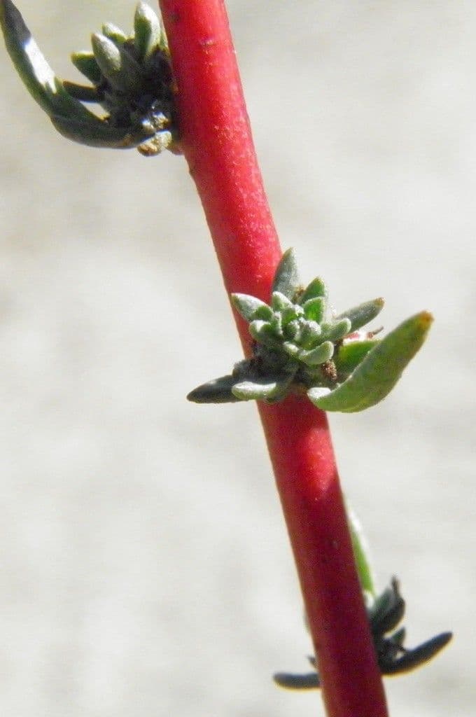 Bassia prostrata 6