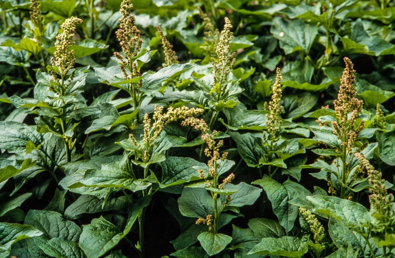 Komosa strzałkowata 13