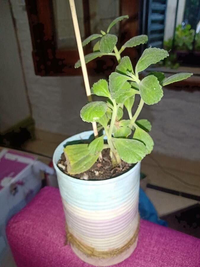 Cuban-oregano 2
