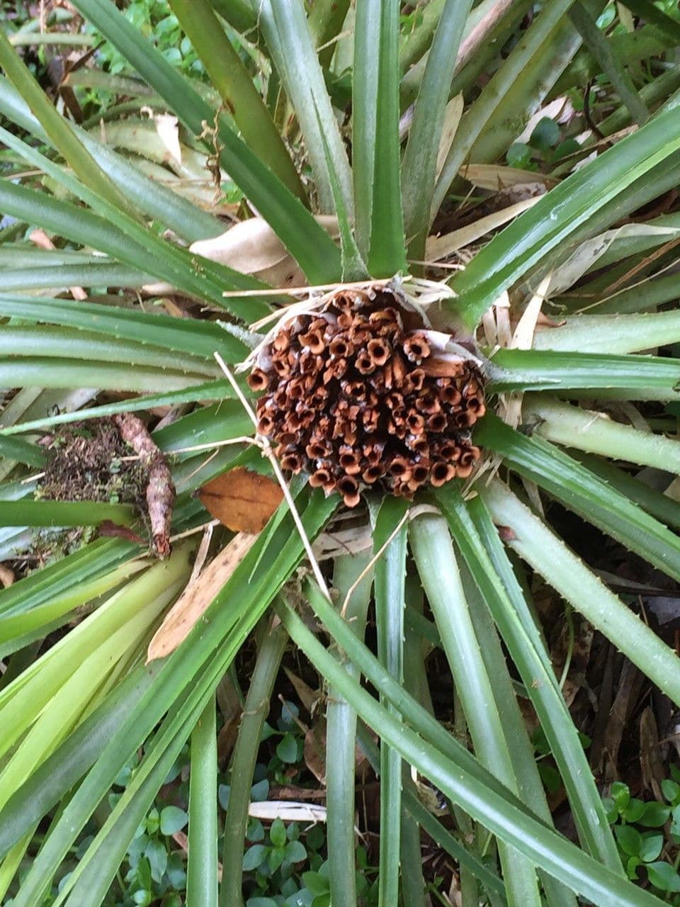 Fascicularia 4