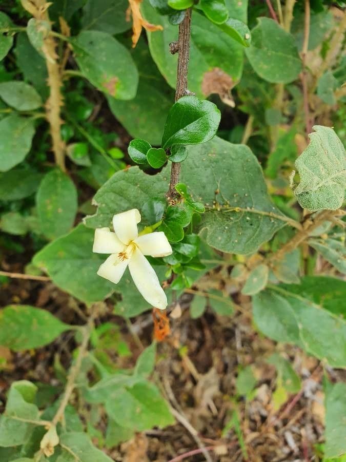 Turraea 2