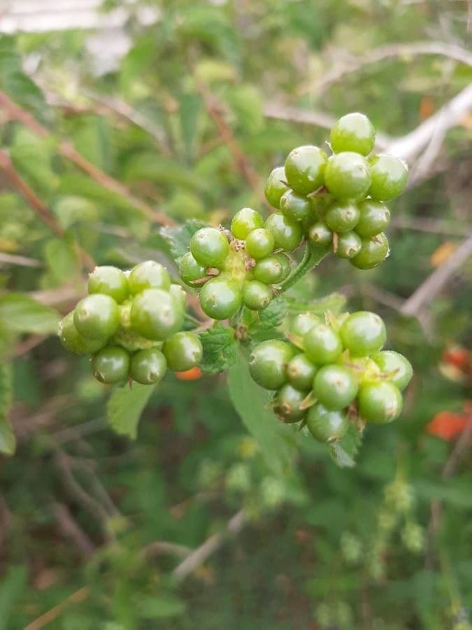 Marmeladenstrauch