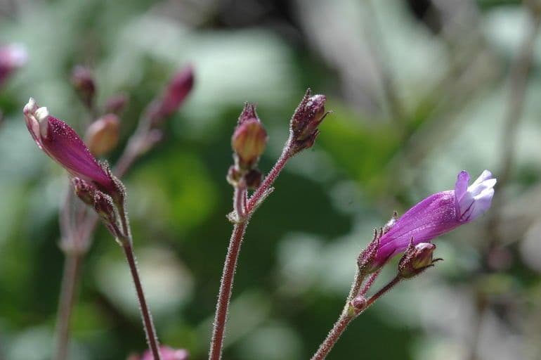 Penstemon 4