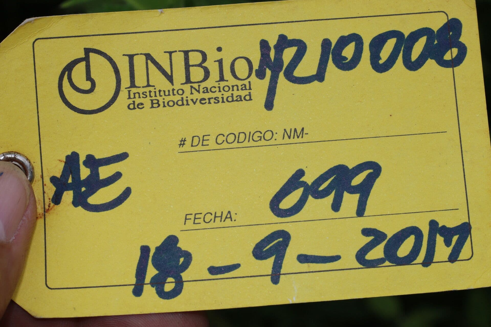 Calopogonium 22
