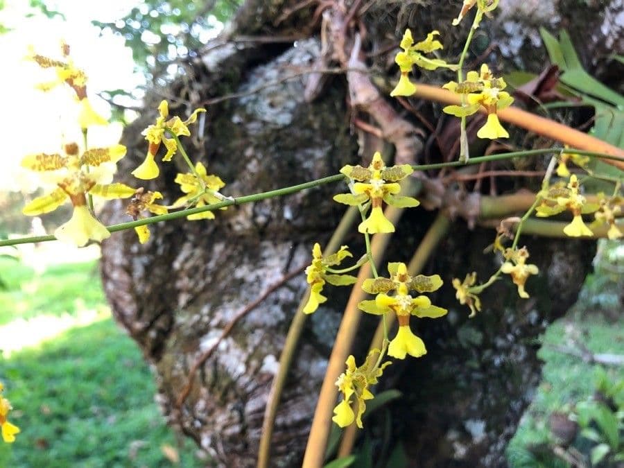 Oncidium 2