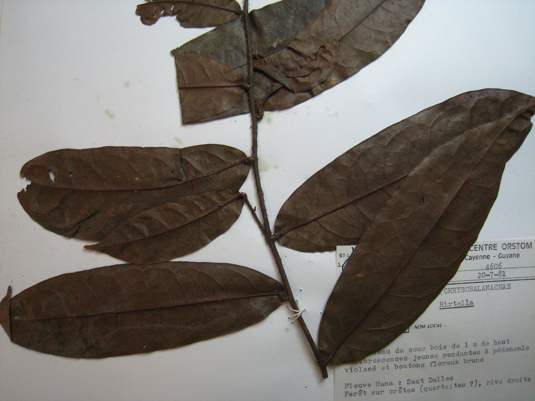 Hirtella 3