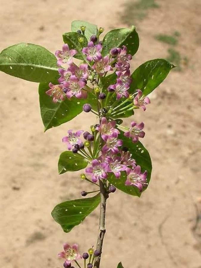 Vassobia breviflora 6