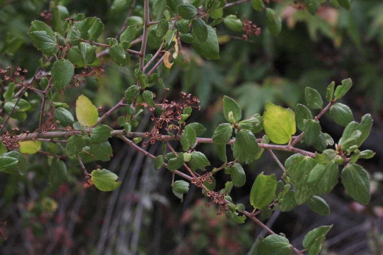 Behaarter Ceanothus 2