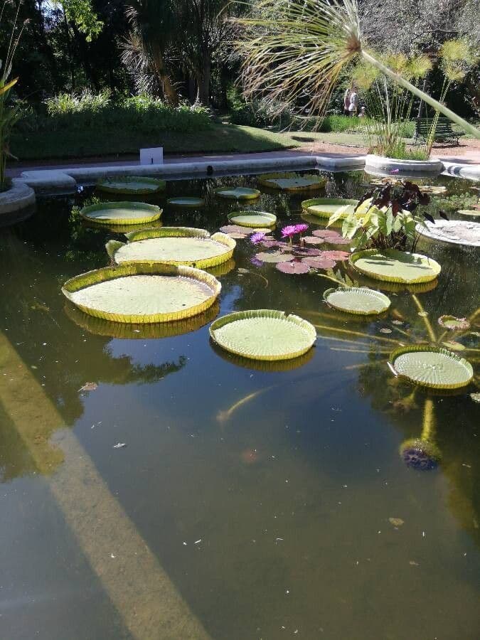 Kreuzblättrige Seerose 5