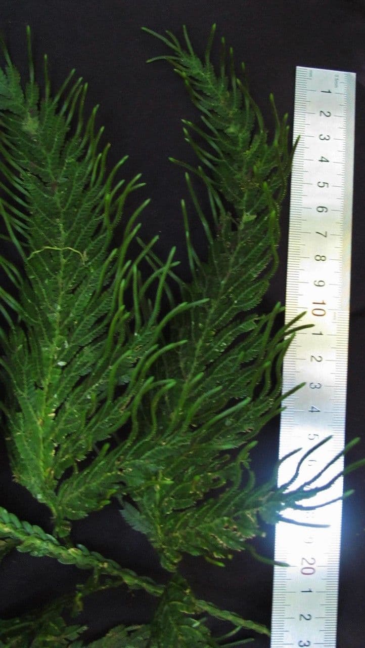 Selaginella oaxacana
