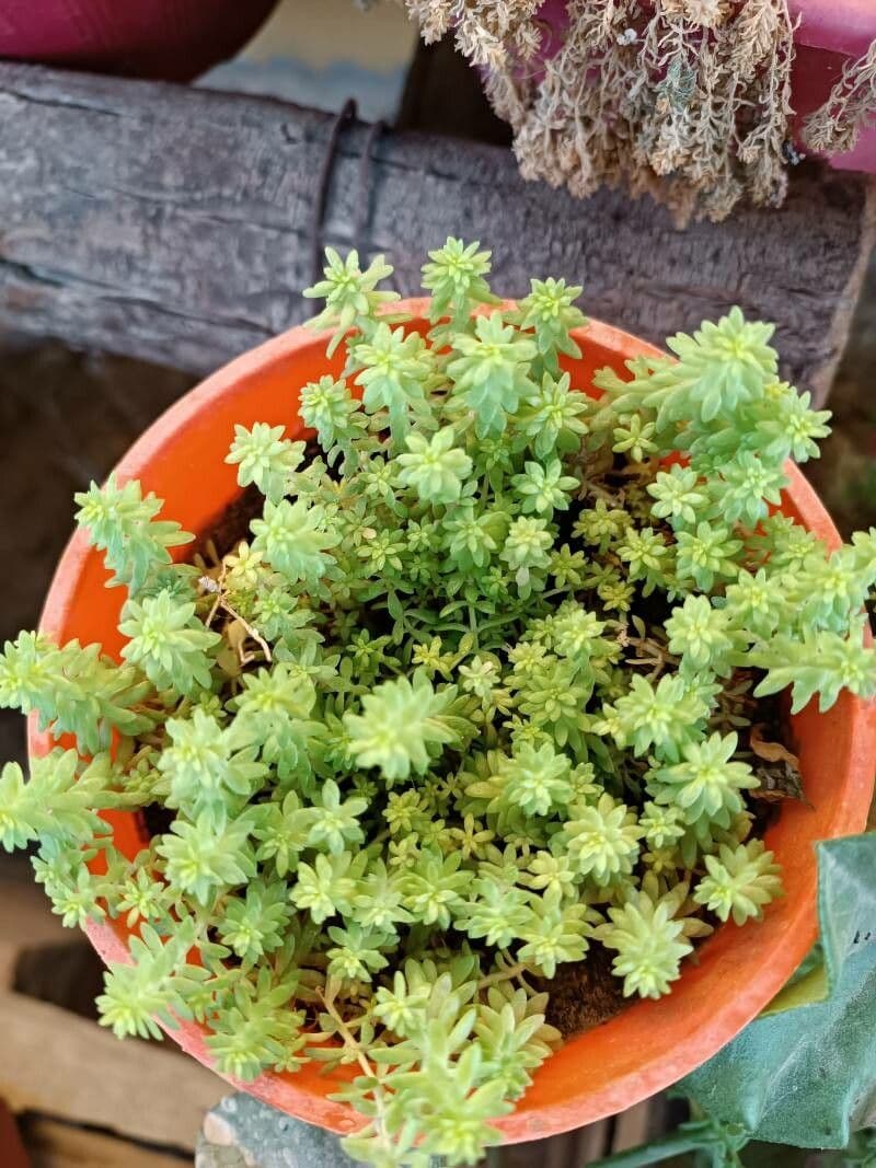 Borracina 7