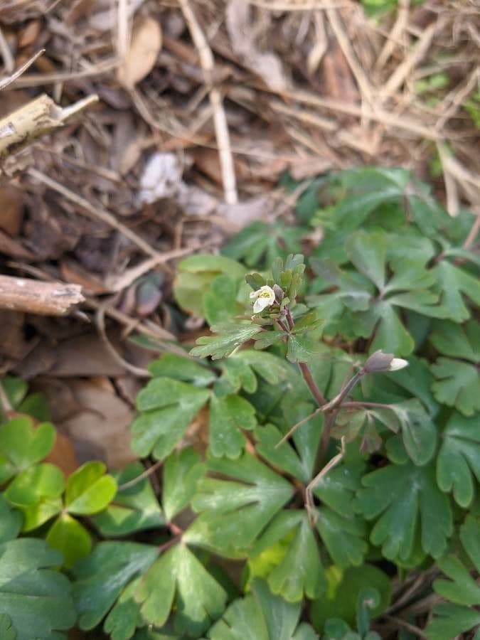 Aquilegia falsa 2