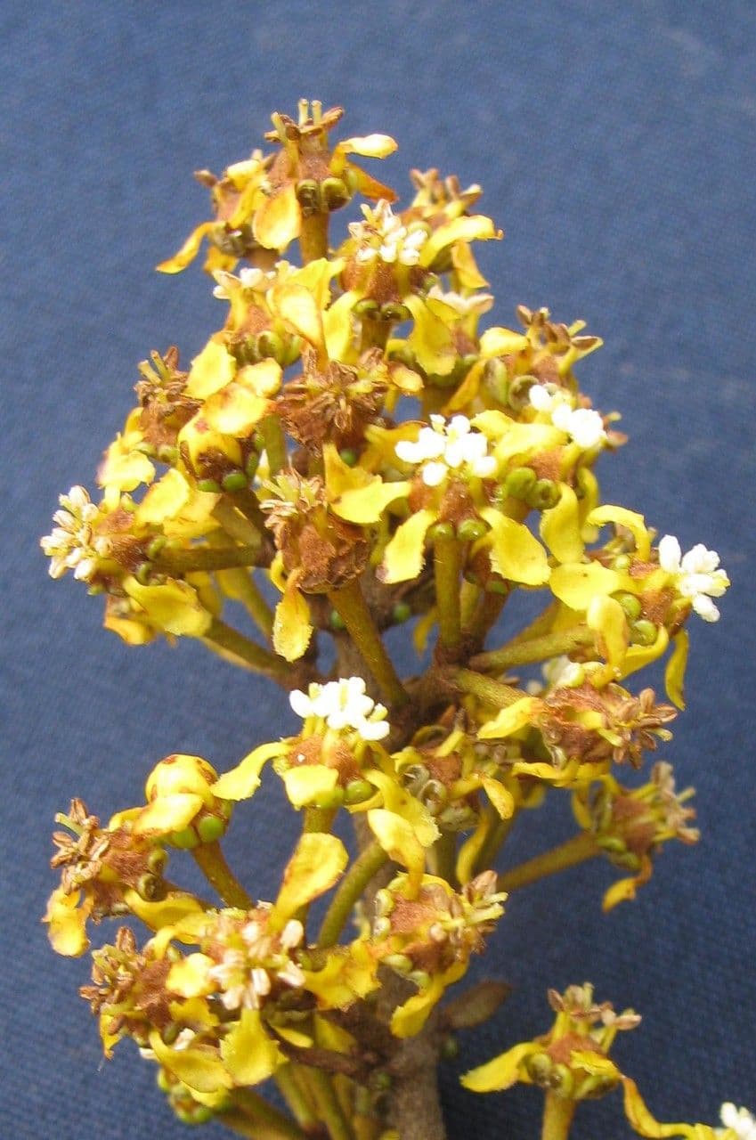 Heteropterys 6