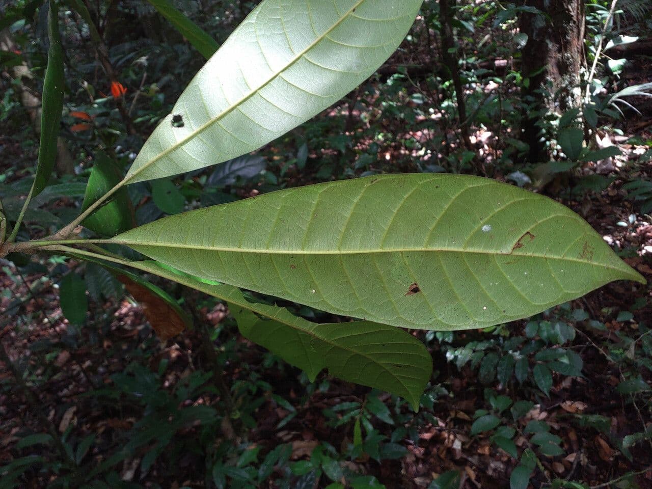 Pouteria guayanensis 3