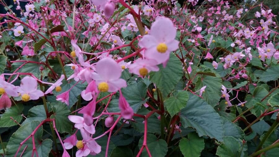Begonia 8