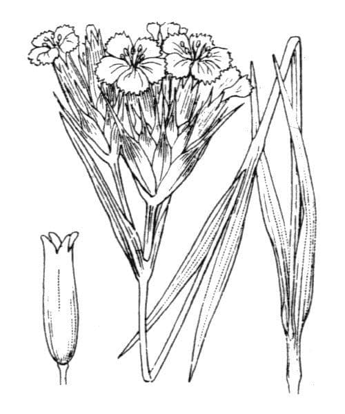 Garofano di Balbis 20
