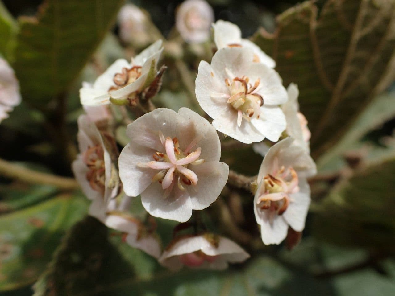 Feigenblättrige Dombeya 5