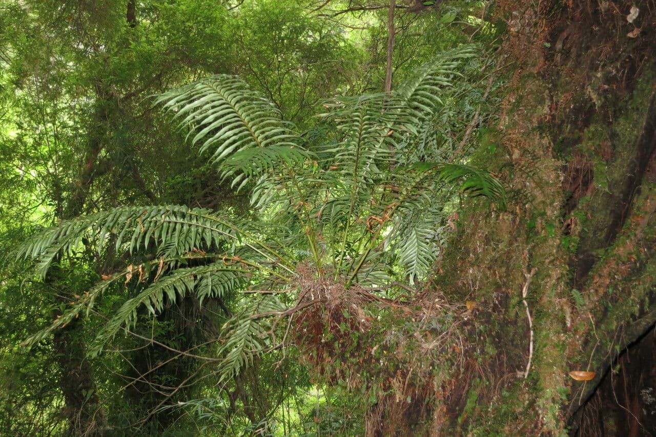 Blechnum