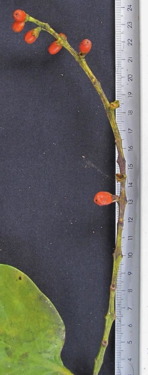 Struthanthus 5