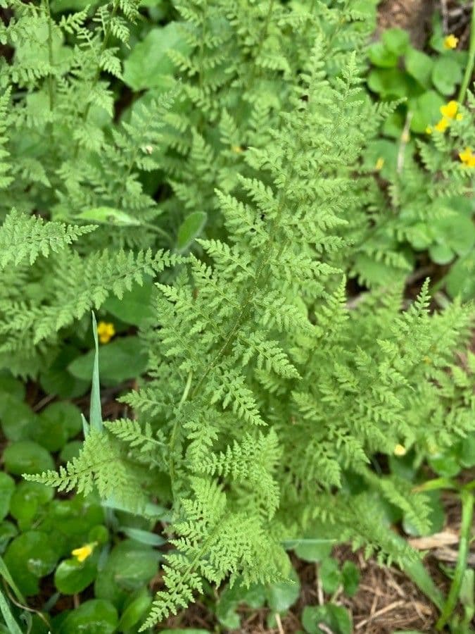 Cystopteris 10