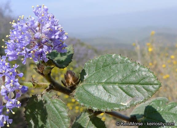 Behaarter Ceanothus 17
