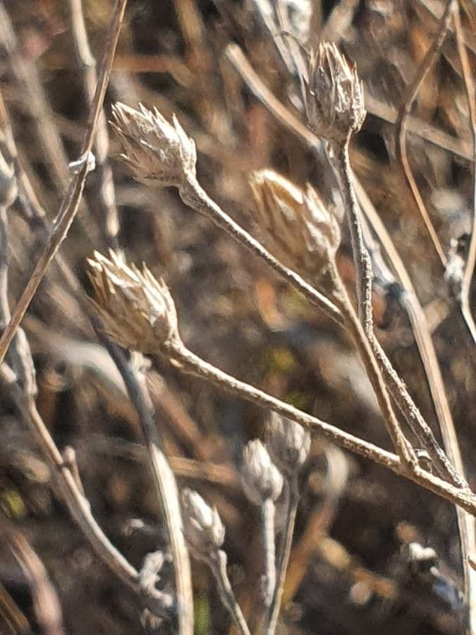 Gutenbergia Rueppella 2